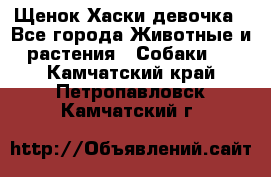 Щенок Хаски девочка - Все города Животные и растения » Собаки   . Камчатский край,Петропавловск-Камчатский г.